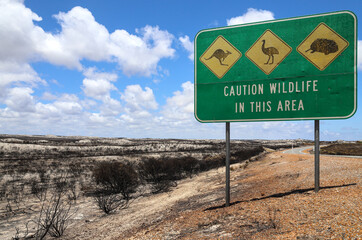 Road warning sign, indicating to motorist the presence of Australian wild animals. Ironic, considering the total destruction of habitat and death of wildlife due to a bush fire