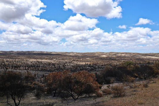 Destruction of thousands of grass trees, endemic to Australia, in valley ravaged by a bush fire