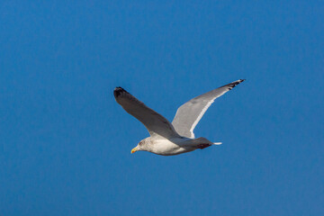 セグロカモメ！
大型のカモメです。
冬になると越冬のため北から渡ってきます。
この子はまだ完全に成鳥になっていない若めの個体。