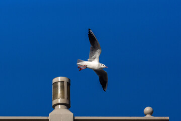 ユリカモメ！
小型のカモメです。東京の都民の鳥に指定されていますが、冬に北から越冬のために渡ってくるため、通年で見られるわけではありません。