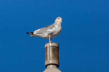 セグロカモメ！
大型のカモメです。
冬になると越冬のため北から渡ってきます。
この子はまだ完全に成鳥になっていない若めの個体。