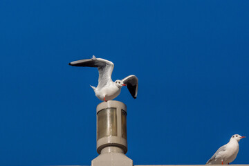 ユリカモメ！
小型のカモメです。東京の都民の鳥に指定されていますが、冬に北から越冬のために渡ってくるため、通年で見られるわけではありません。