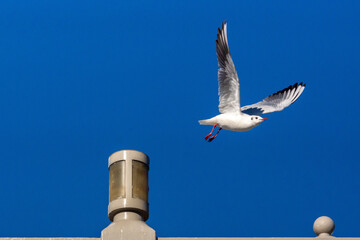 ユリカモメ！
小型のカモメです。東京の都民の鳥に指定されていますが、冬に北から越冬のために渡ってくるため、通年で見られるわけではありません。