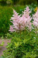 Fototapeta premium Astilbe japonica Europa blooms in garden.
