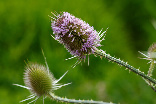 Dipsacus sativus (Lashakakigusa) flower is blooming in pink in garden