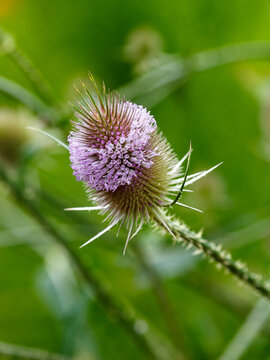 Dipsacus sativus (Lashakakigusa) flower is blooming in pink in garden. Natural wallpaper. Floral background.
