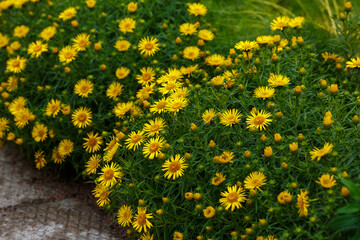 Inula ensifolia blossom in garden
