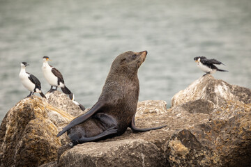 A relaxed Australian fur seal basking on a rock on a pier while surrounded by Pied and black faced cormorant sea birds perched on the rocks at Stansbury on the Yorke Peninsula in South Australia.