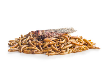 Dried salted worms. Roasted mealworms and grasshopper isolated on white background.