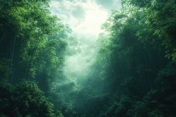 Fototapeta premium Lush green bamboo forest with mist and sunlight filtering through the trees in a serene natural setting