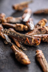 Dried salted insect. Rosted grasshoppers on black table.