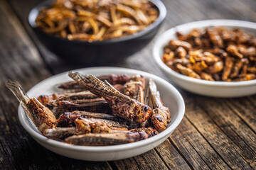 Dried salted insect. Roasted grasshoppers in bowl on wooden table.