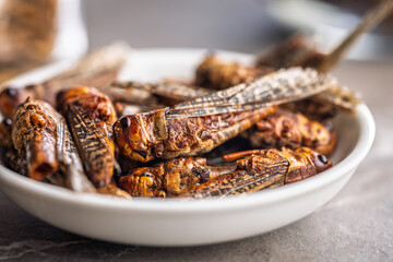 Dried salted insect. Roasted grasshoppers in bowl on kitchen table.
