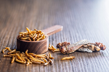 Dried salted insect. Roasted grasshoppers and mealworms on wooden table.
