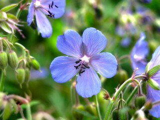 purple meadow geranium (Geranium pratense)