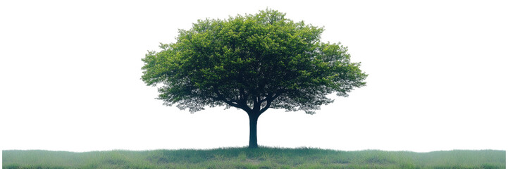 Obraz premium Minimalist tree silhouette on a clean white background, emphasizing simplicity and elegance in design.