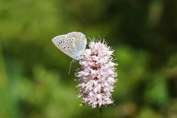 Butterfly Common Blue (Polyommatus icarus), family Lycaenidae on flowers of bistort (Bistorta officinalis, synonym Persicaria bistorta), dock family