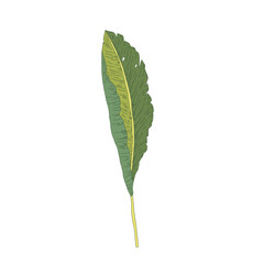 Fototapeta premium Vector illustration of a single tropical banana leaf with green shades, isolated on a white background for nature or botanical themes.