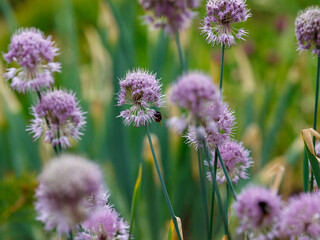Allium hymenorhizum is a perennial herbaceous plant, a species of the genus Onion ( Allium ) of the Onion family ( Alliaceae )