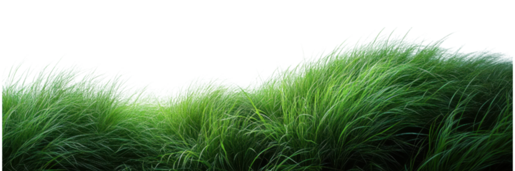 Minimalist Grass Arrangement on White Canvas, a serene composition highlighting the simplicity of nature against a clean backdrop