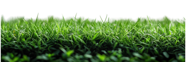 Fototapeta premium Elegant green grass against a pristine white background, showcasing simplicity and tranquility in a minimalistic design