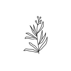 Tarragon doodle medicine or culinary herb. Vector hand drawn illustration isolated on white background.