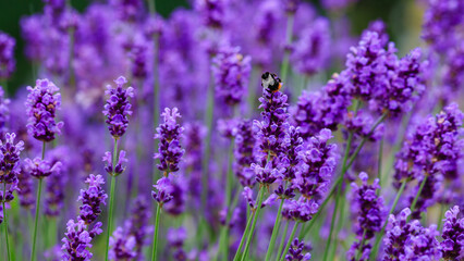Lavender is a fragrant plant that attracts bees and insects. Bee-friendly plant. Floral background or banner