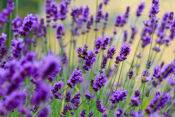 Lavender is a fragrant plant that attracts bees and insects. Bee-friendly plant