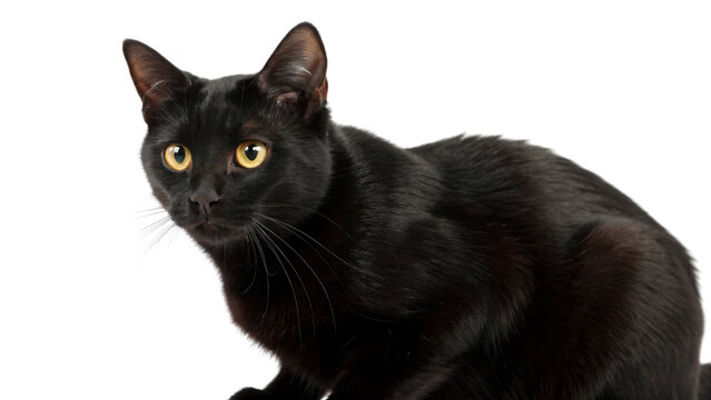 black cat isolated on white - Powered by Adobe