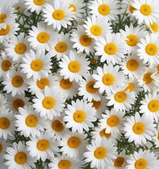 Fototapeta premium Top view of white daisies with sunny yellow centers scattered on a white surface, artistic, arrangement, delicate, bright, scattering