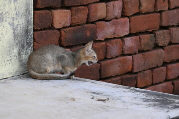 Wild Small brown cat. Cats are independent, curious felines known for their soft fur, graceful movements, and playful personalities. They are skilled hunters.