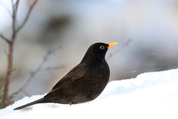 Blackbird,