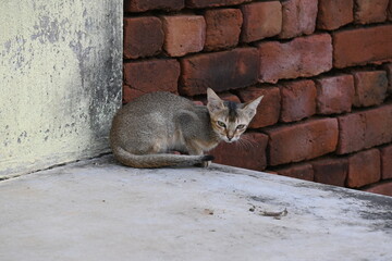 Wild Small brown cat. Cats are independent, curious felines known for their soft fur, graceful movements, and playful personalities. They are skilled hunters.