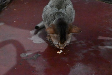 Wild Small brown cat. Cats are independent, curious felines known for their soft fur, graceful movements, and playful personalities. They are skilled hunters.