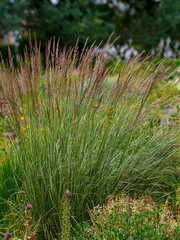 Calamagrostis acutiflora KARL FORSTER is the popular variety of ornamental herbs