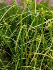 Gray's sedge (Carex grayi) is a perennial herbaceous plant, a species of the genus Sedge (Carex) of the Cyperaceae family