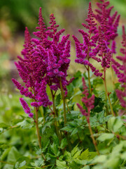 Magnificent purple inflorescences of Astilbe Hybrid Purple Rain in garden.