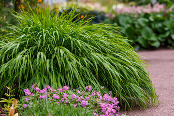 Hakonecloa macra 'Beni Kaze' in garden