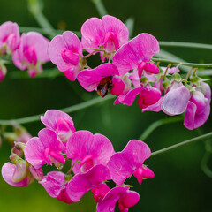 Blossom of lathyrus in the garden. Lovely sweet pea flowers on green background
