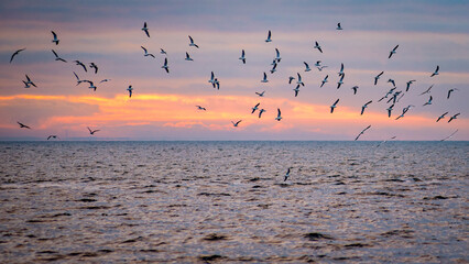 seagulls over the sea on sunset