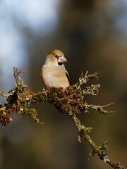 Hawfinch on a Mossy Branch in Soft Natural Light