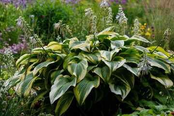Hosta is ornamental plant (variety montana «Aureomarginata») in garden