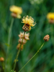 Yellow centaurea orientalis in natural background