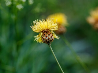Yellow centaurea orientalis in natural background