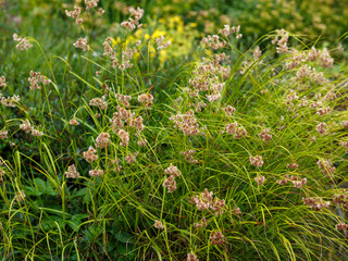 Luzula nivea, commonly known as snow-white wood-rush, snowy wood-rush and lesser wood-rush