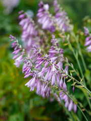 Obraz premium The hosta blooms in the garden. Hosta inflorescences on a natural background