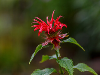 Monarda didyma ( Latin- Monarda didyma ) is a herbaceous perennial of the Lamiaceae family