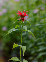 Monarda didyma ( Latin- Monarda didyma ) is a herbaceous perennial of the Lamiaceae family