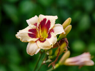 Hemerocallis hybrid Moonlit Masquerade blooms in garden
