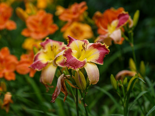 Fototapeta premium Hemerocallis hybrid Lotus Position blooms in garden